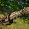 Uzovka stromova - Zamenis longissimus - Aesculapean Snake o0106